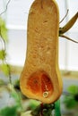 Half a Butternut Pumpkin Squash Hanging on a TreeÃÂ 